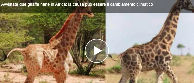 Avvistate due giraffe nane